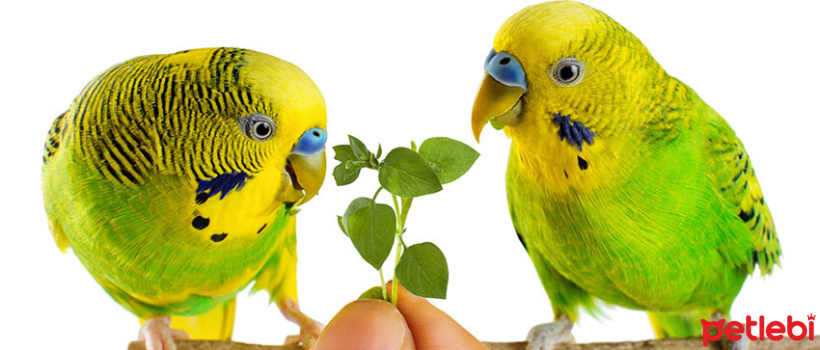 Muhabbet Kuslarinin Tuketebilecegi Besinler 2 Petlebi