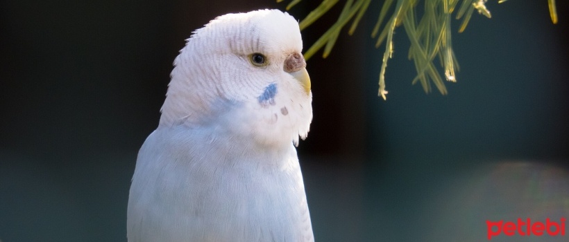 Muhabbet Kusu Cinsleri Nasil Anlasilir Petlebi