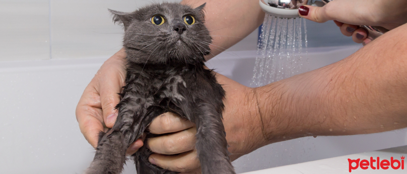 Su Ile Oynamayi Seven Kedi Irklari Petlebi