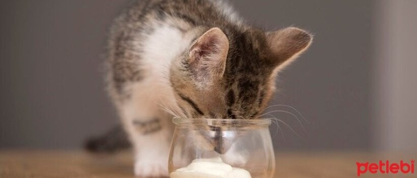 Yavru Kediler Yogurt Yer Mi Petlebi