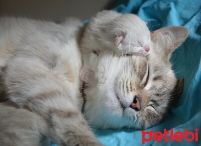 Yavru Ve Yetiskin Kediler Neden Surekli Uyur Petlebi