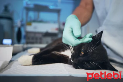 kedi diskisinda kan olmasinin sebepleri ve tedavi yontemleri petlebi