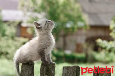 Kedi Genclik Hastaligi Panlokopeni Nedir Ve Nasil Tedavi Edilir Petlebi