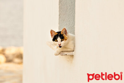 Kediler Kac Yil Yasar Kedi Cinsleri Ve Ortalama Omurleri Petlebi