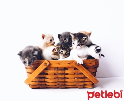 Kediler Sahiplerini Ozler Mi Kedilerin Sizi Ozlediginin Belirtileri Petlebi