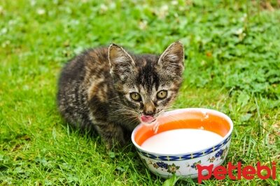 Kediler Yogurt Yiyebilir Mi Petlebi