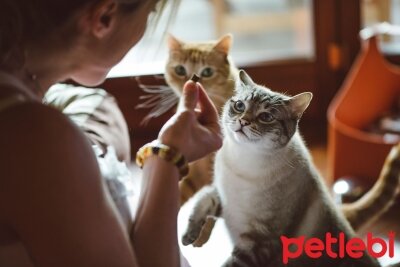 Kedinizi Koltuk Hali Vs Gibi Tirmalamanmasini Istemediginiz Yerlerden Nasil Uzak Tutarsiniz Petlebi