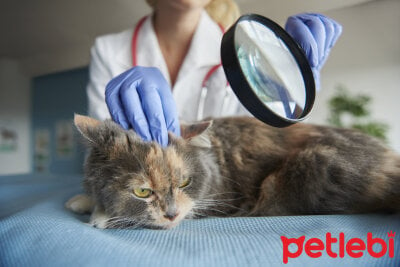 Kedilerde Antibiyotik Kullanirken Nelere Dikkat Etmeliyiz Petlebi