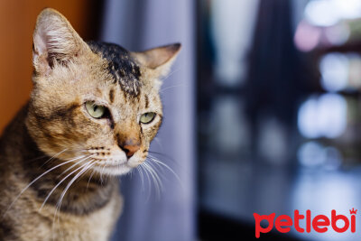 kedilerde fip hastaligi nedir belirtileri ve tedavi yontemleri petlebi