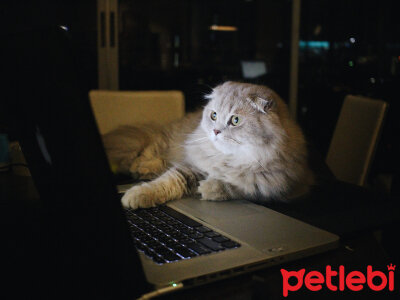 Kedilerde Gece Hareketliligi Neden Kediler Geceleri Cok Miyavliyor Petlebi