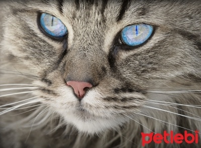 Kedi Genclik Hastaligi Panlokopeni Nedir Ve Nasil Tedavi Edilir Petlebi