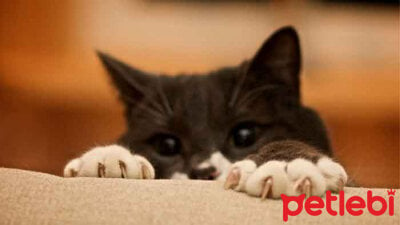 Kedinizi Koltuk Hali Vs Gibi Tirmalamanmasini Istemediginiz Yerlerden Nasil Uzak Tutarsiniz Petlebi