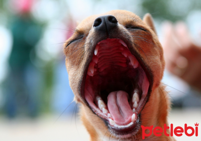 köpeğin ağız kokusu nasıl giderilir
