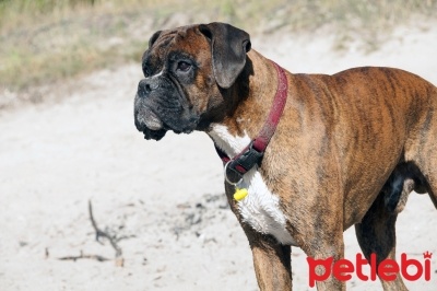depresyona giren köpek nasıl düzelir