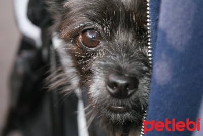 Kopeklerde Kuduz Hakkinda Bilinmesi Gerekenler Petlebi Kopeklerde Kuduz Hakkinda Bilinmesi Gerekenler Petlebi