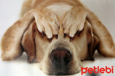 Kopeklerde Mide Torsiyonu Nedir Neden Olur Belirtileri Nelerdir Petlebi