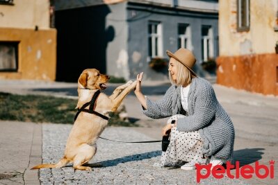 Kopekleri Insan Sampuani Ile Yikamak Petlebi