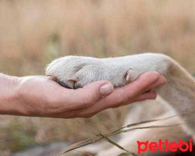 Ucakli Seyahatlerde Kopek Ve Kedilerin Tasinmasi Petlebi