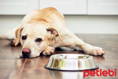 Kopekler Makarna Yiyebilir Mi Petlebi