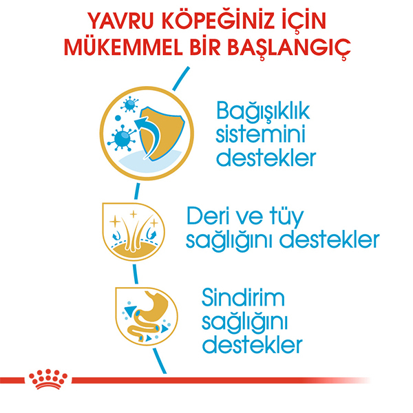 cocker junior royal canin