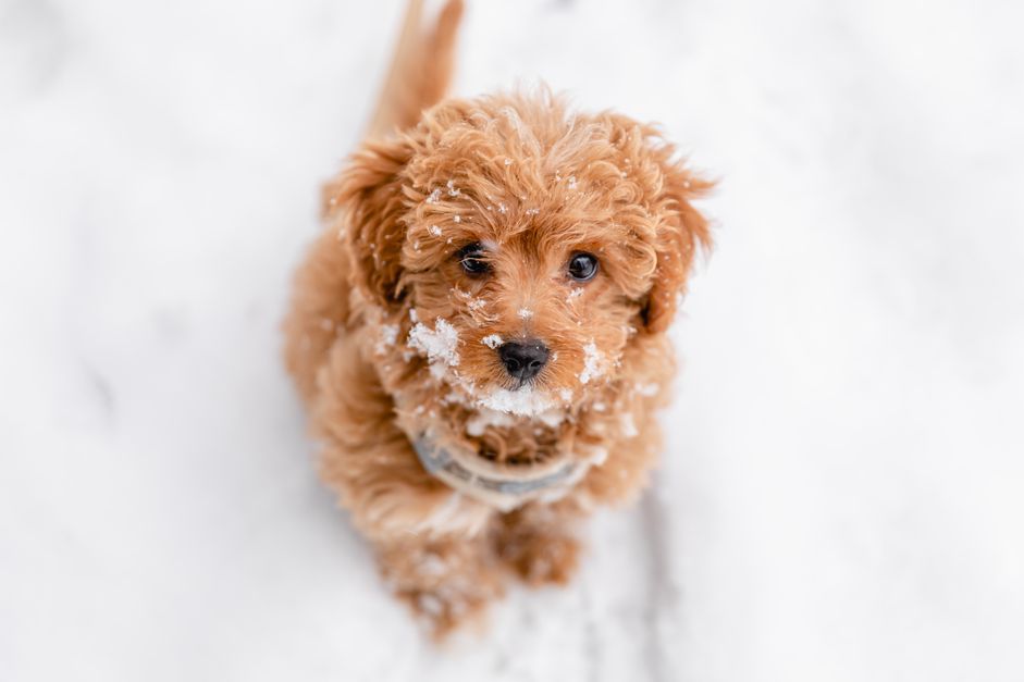 karda kıyafet giymiş yavru köpek