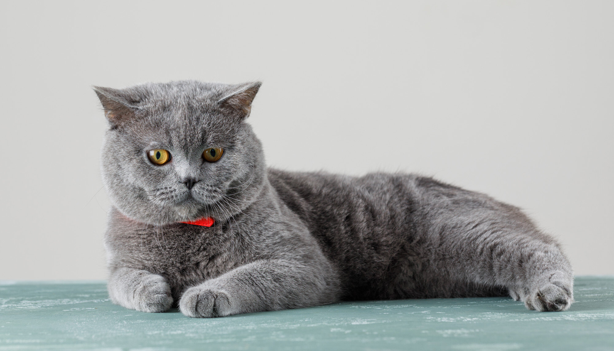 kırmızı tasmalı gri kedi