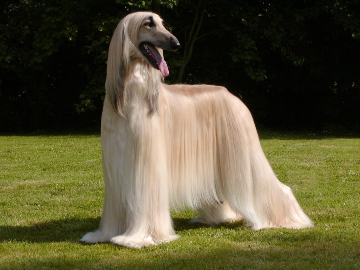 longhaired afghan hound
