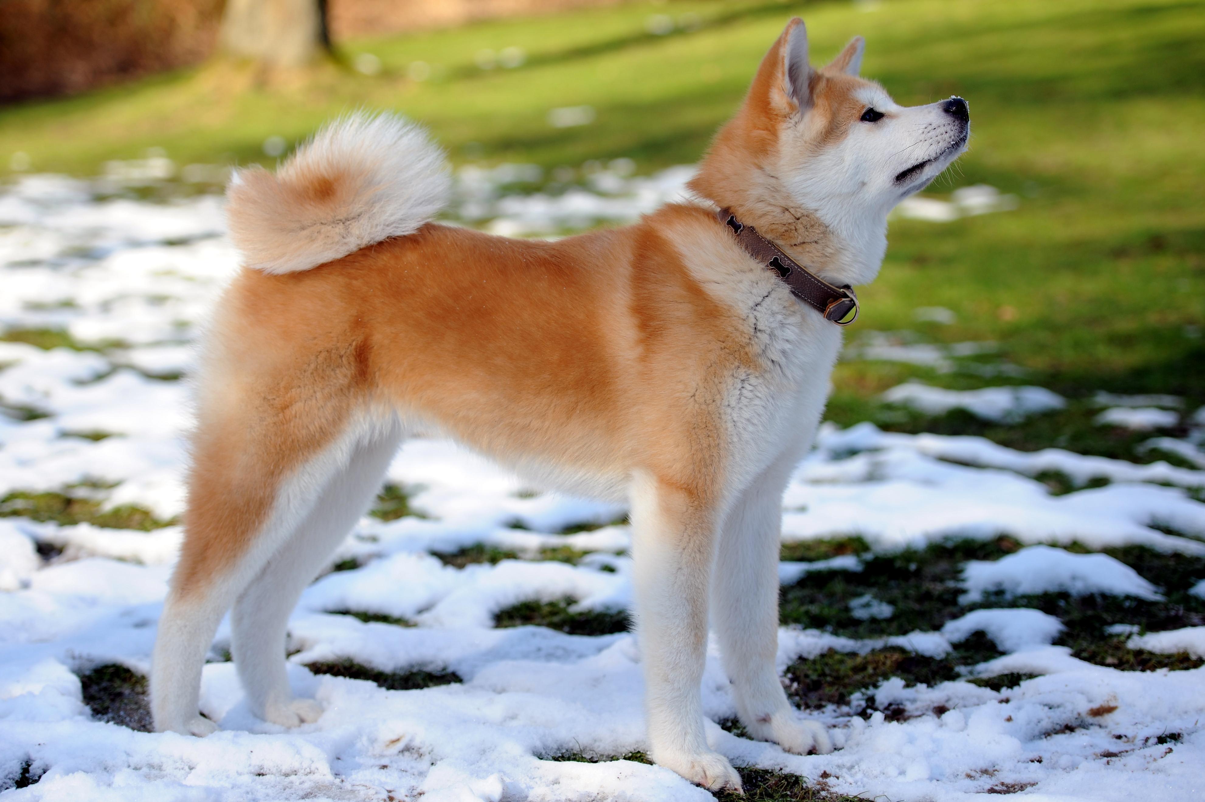 kar üstünde ayakta duran kuyruğunu kıvırmış kahverengi köpek