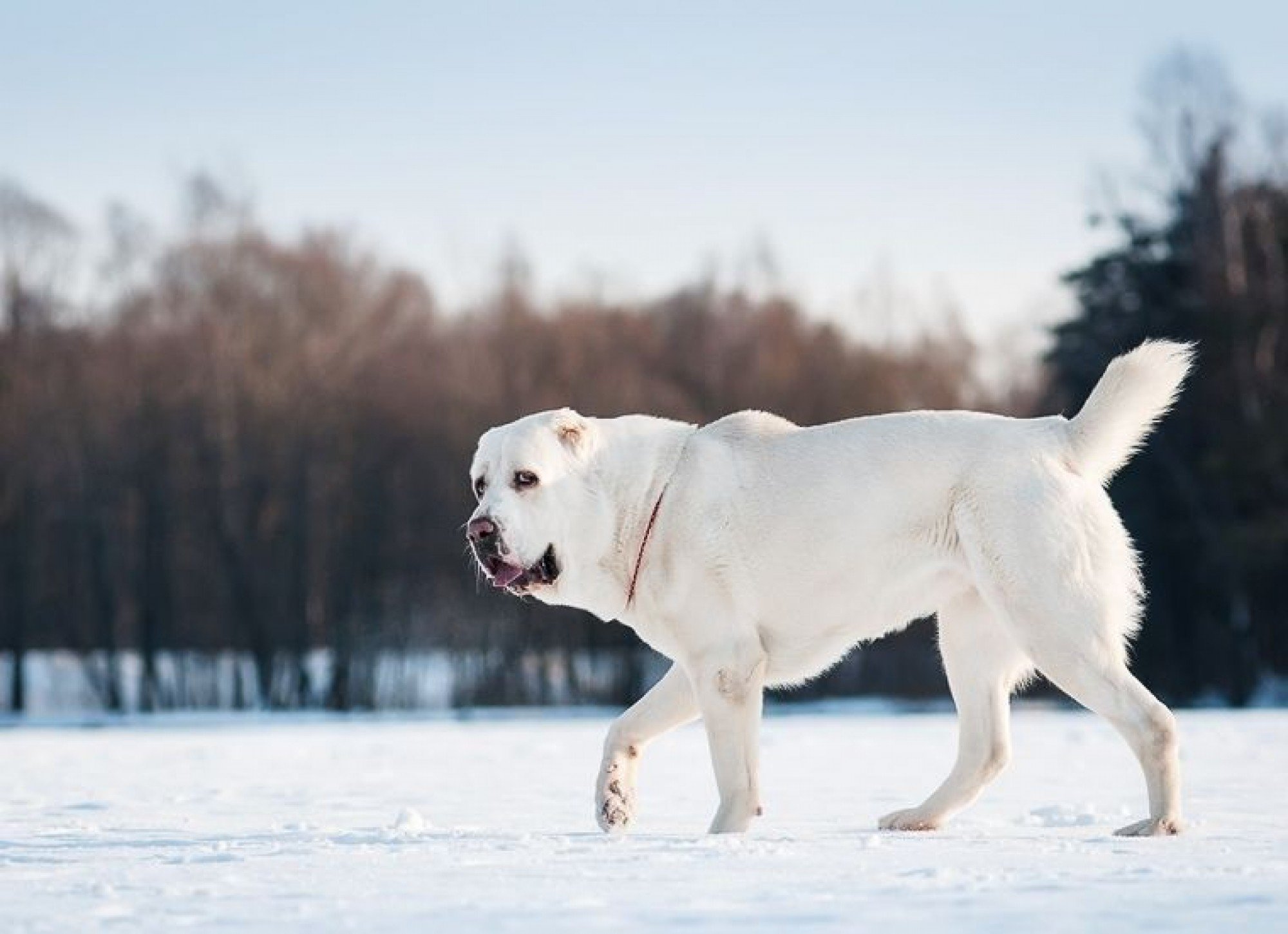 dev ırk beyaz alabay cinsi köpek