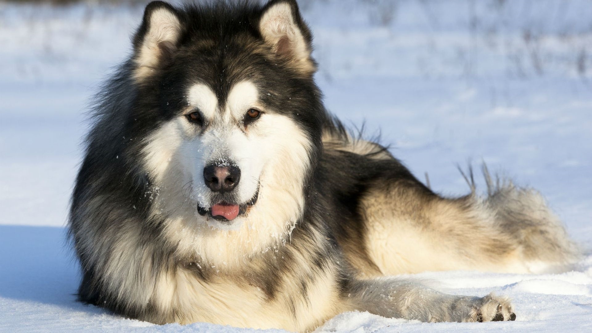 karların içinde yatmış büyük ırk köpek