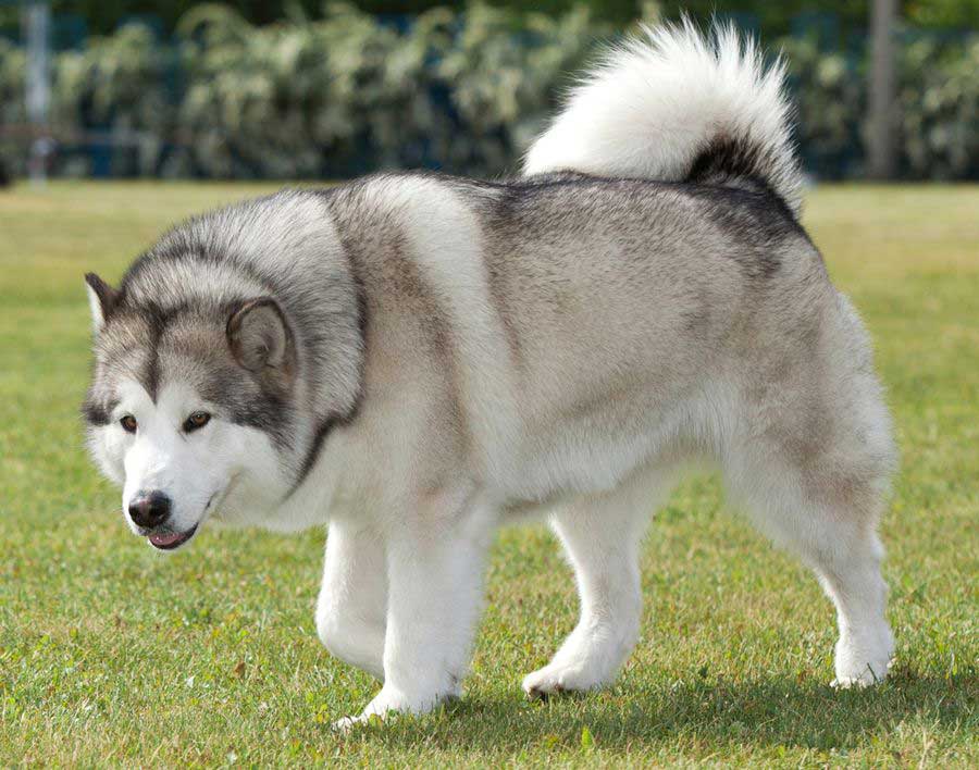 large breed white gray dog ​​walking on grass