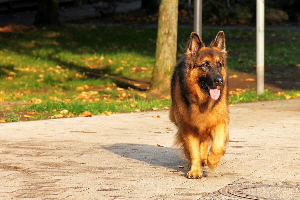 Pathologisch Opheldering activering Sahibine En Sadık Köpek Cinsleri | Petlebi
