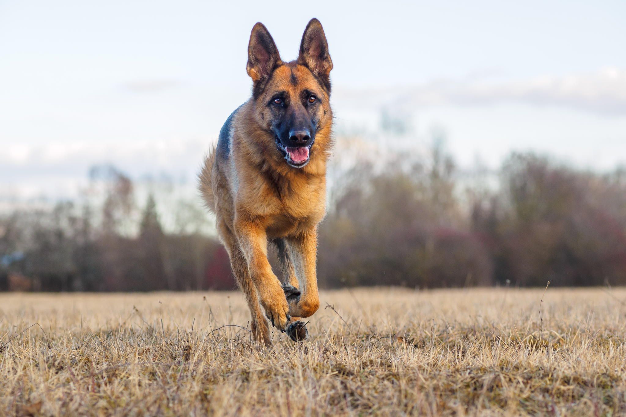 german shepherd dog running on dry grass