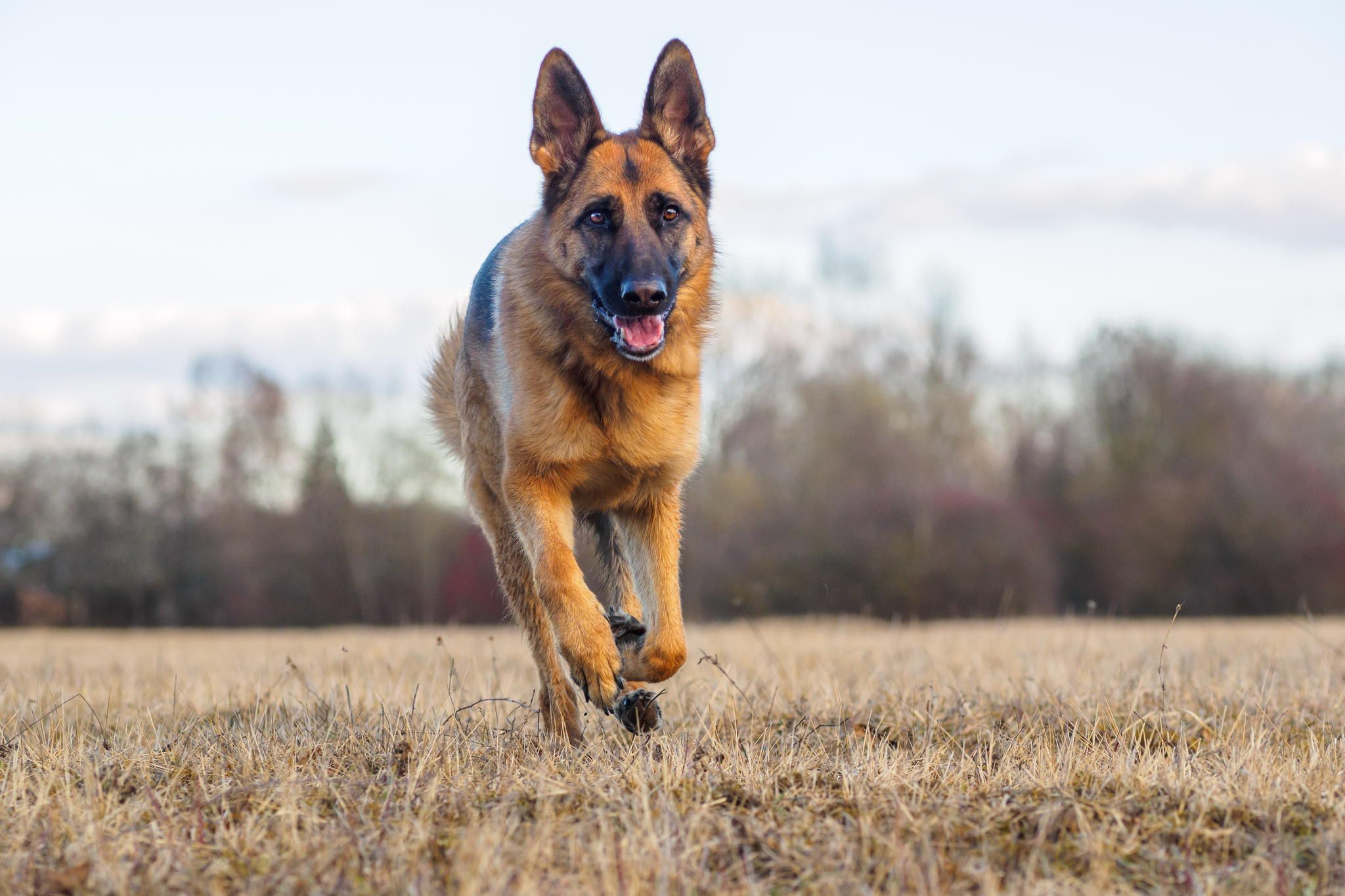 kuru otların üstünde koşan alman çoban köpeği