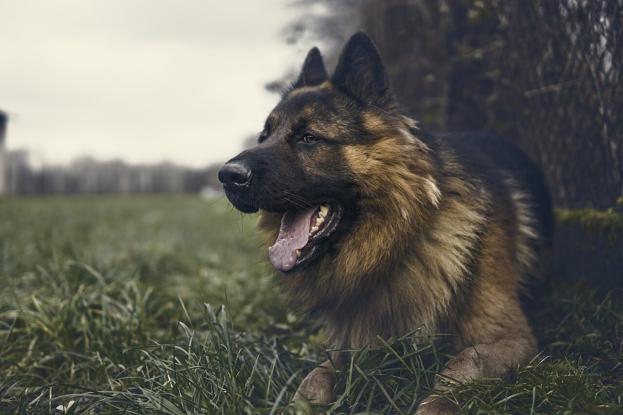 German shepherd dog lying on the grass in front of the tree