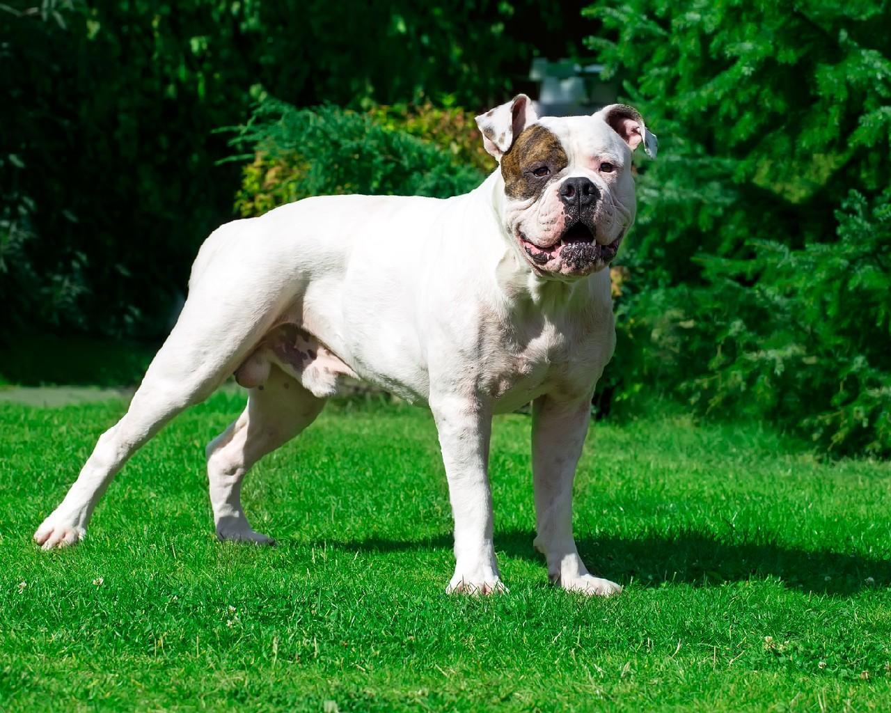 çimlerde ayakta duran bulldog cinsi köpek