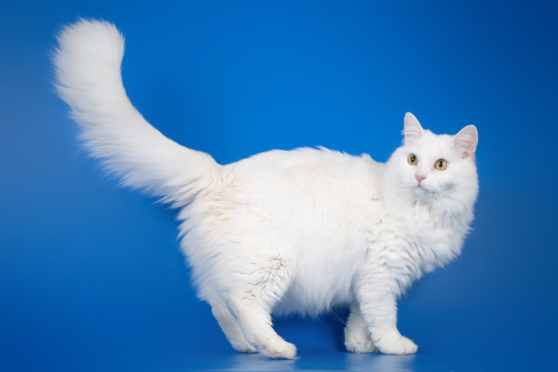 uzun tüylü beyaz ankara kedisi
