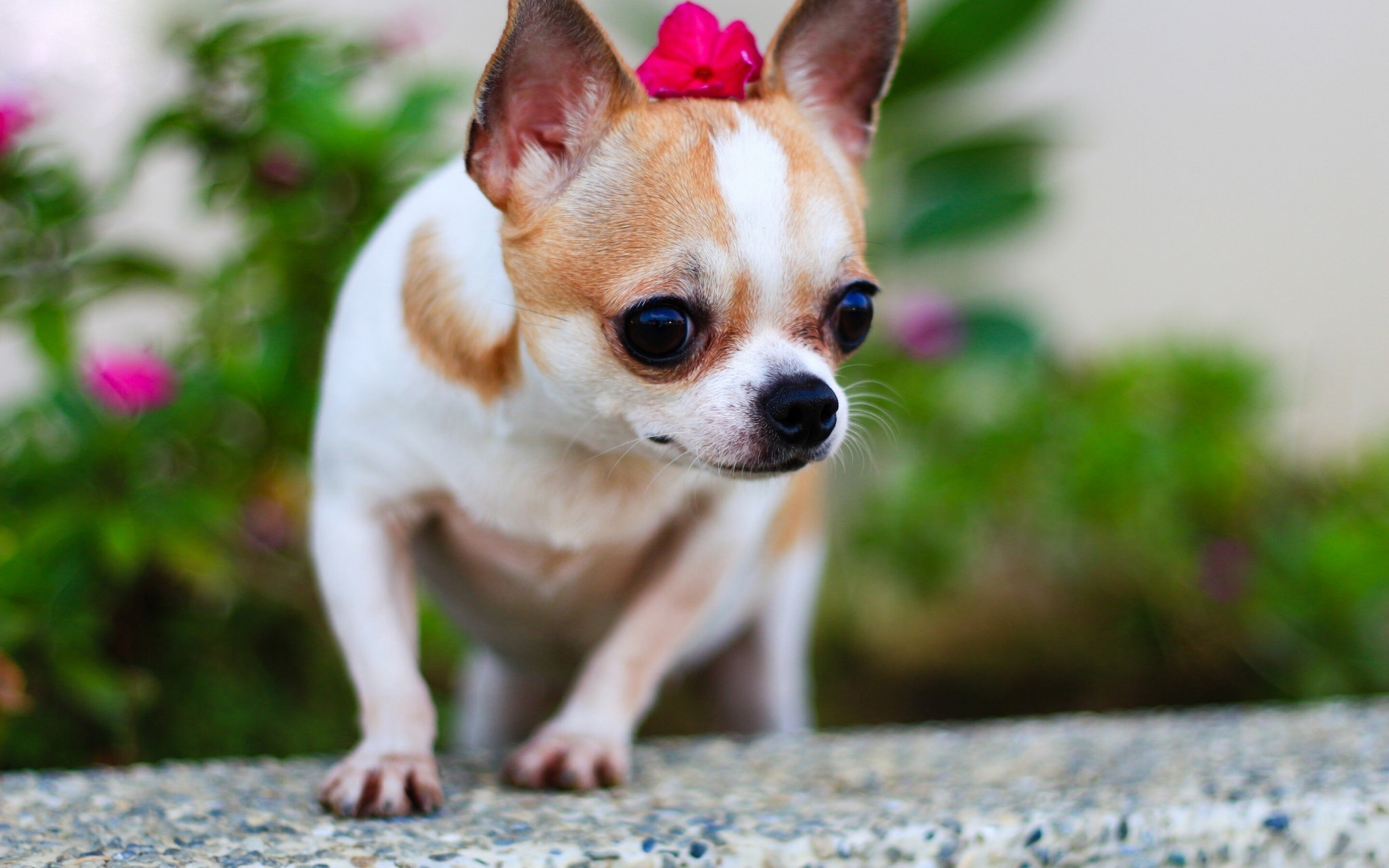 çiçeklerin arasında duran küçük ırk köpek