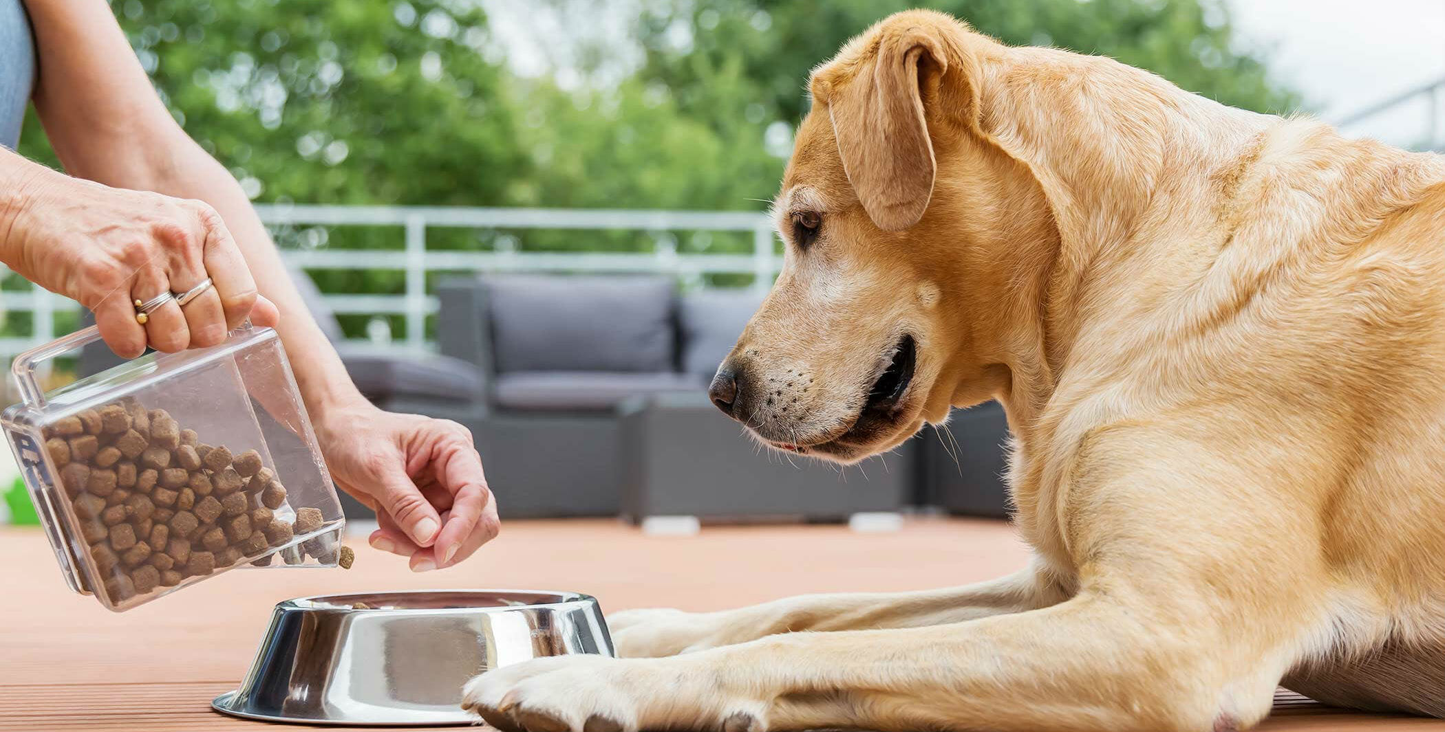 mamasının dökülmesini izleyen köpek