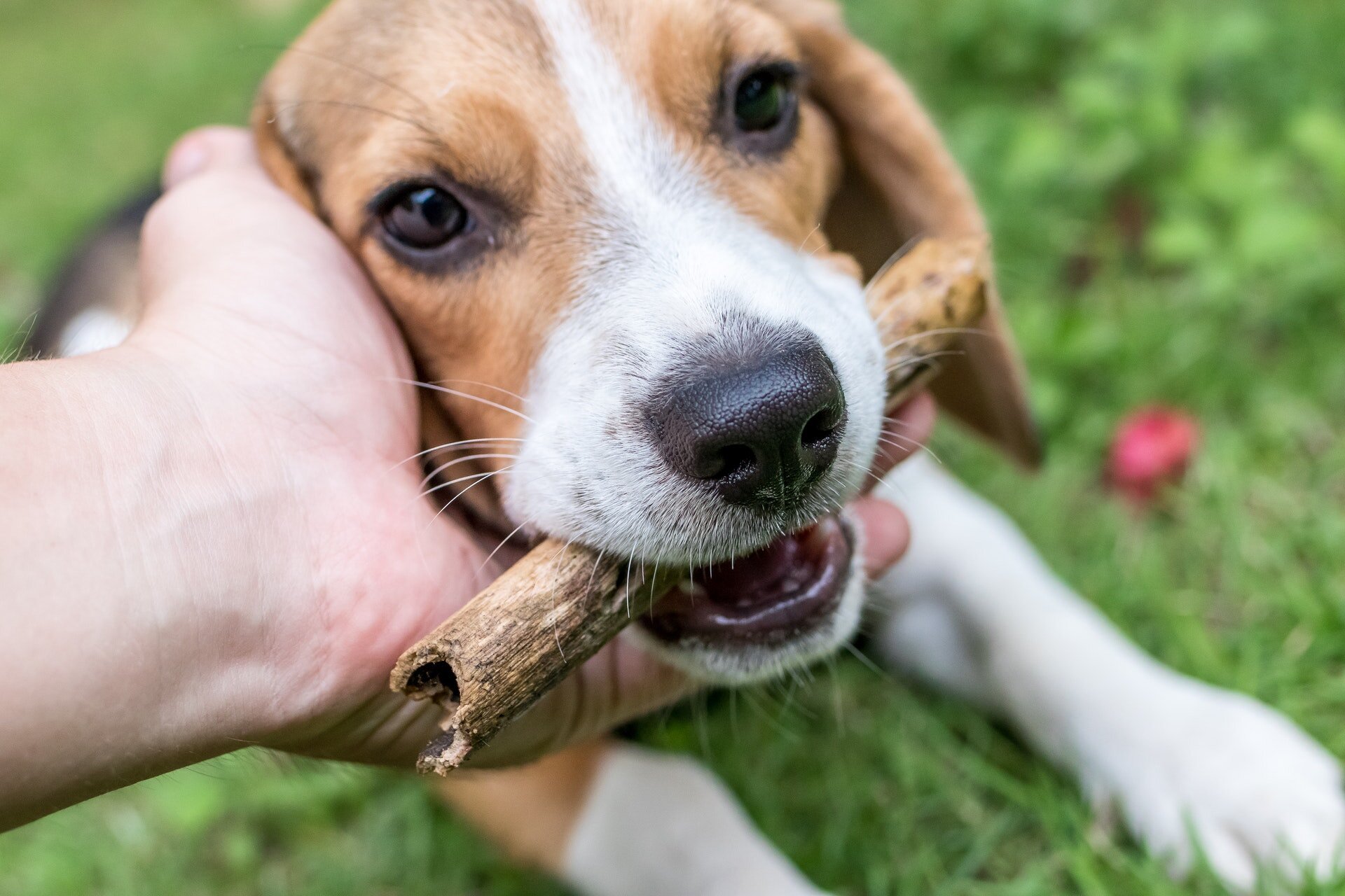 ağzında ağaç parçası olan yavru Beagle cinsi köpek