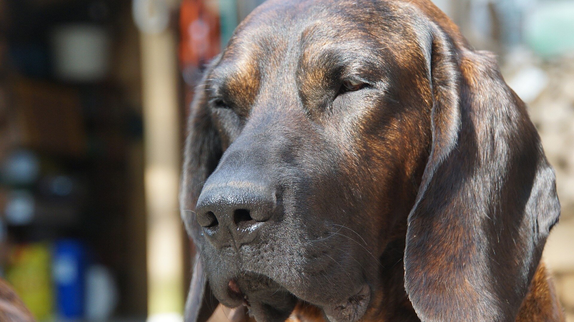 güneşten gözlerini kapamış koyu kahve renkli uzun kulaklı av köpeği