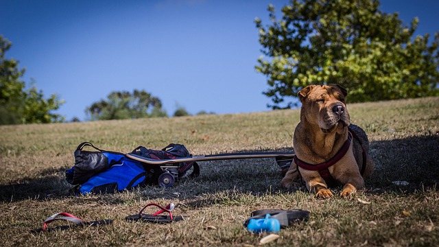 Gölgede, açık arazide yatan Shar Pei cinsi köpek