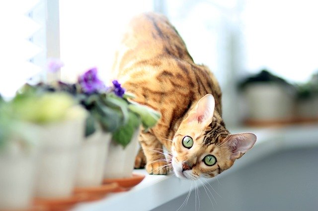 Pencerenin önünde saksıların ardında Bengal cinsi kedi