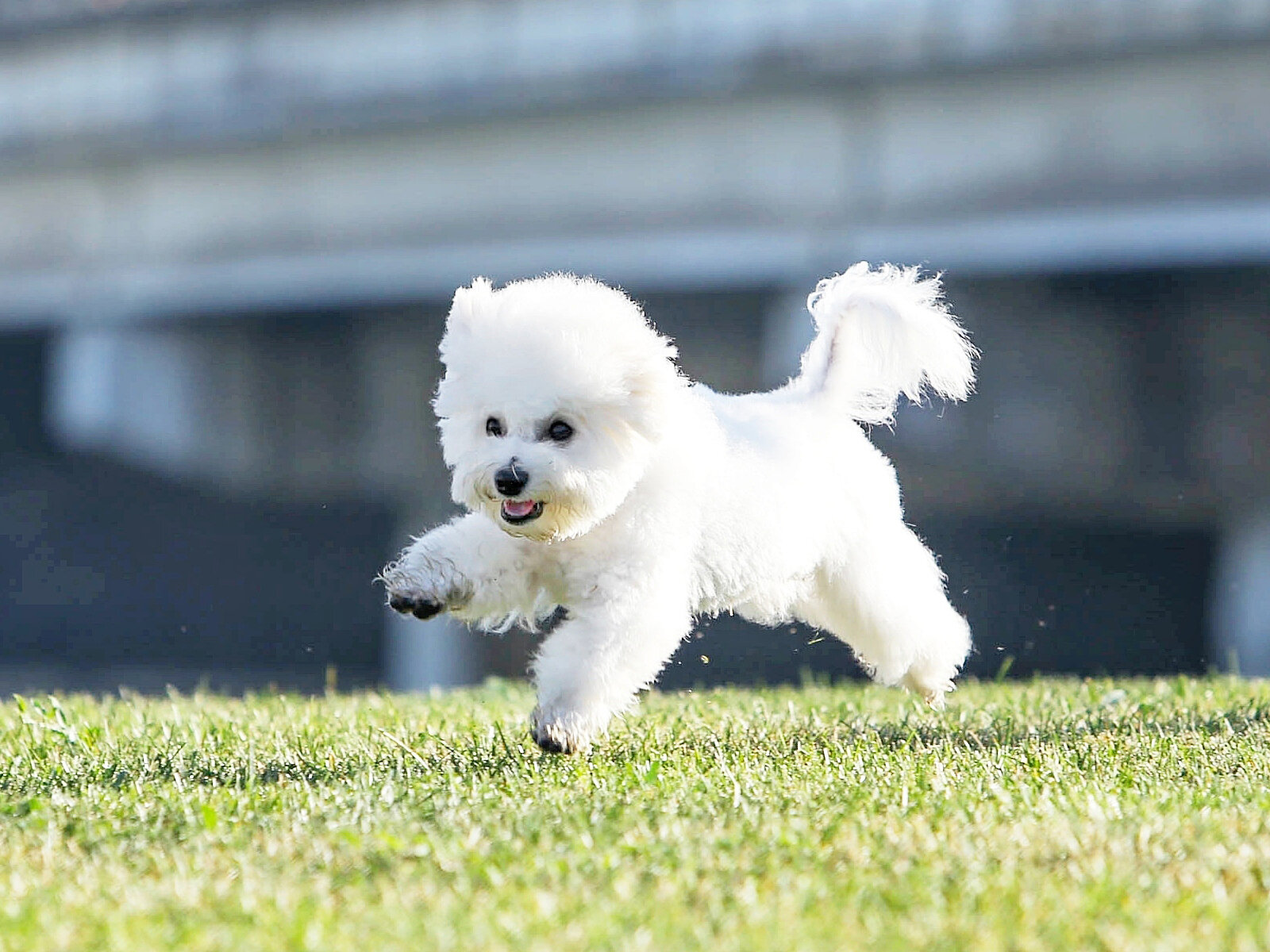 çimlerde koşturan küçük beyaz köpek