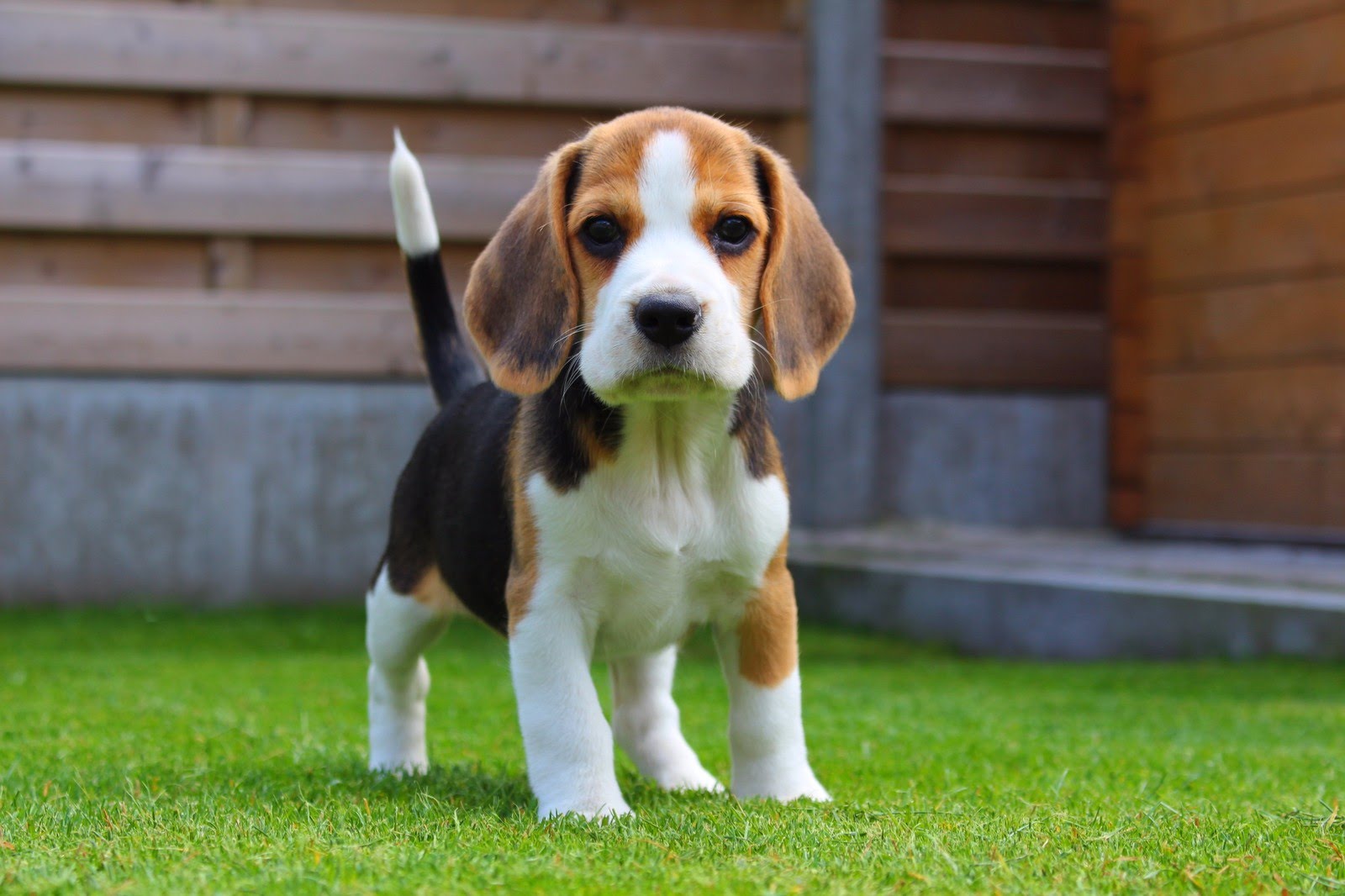 bahçede ayakta duran küçük ırk beagle