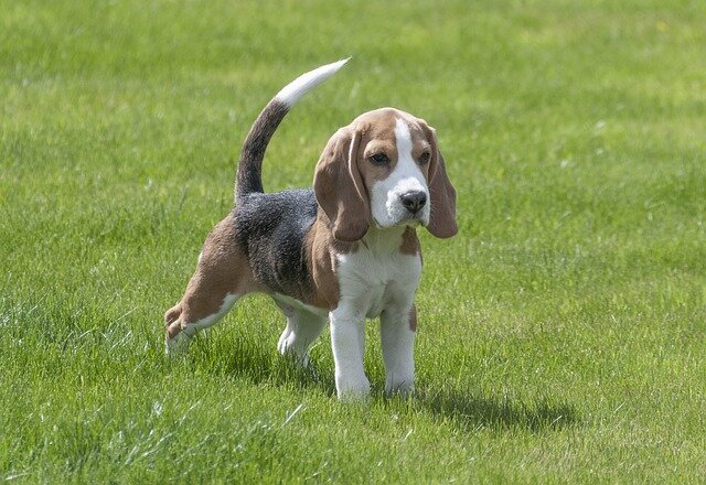 çimlerde duran yavru Beagle cinsi köpek