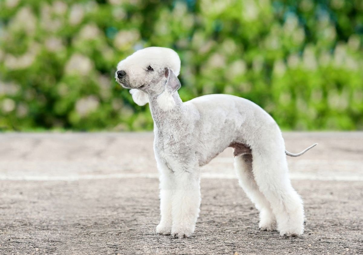 bedlington terrier ırkı köpek