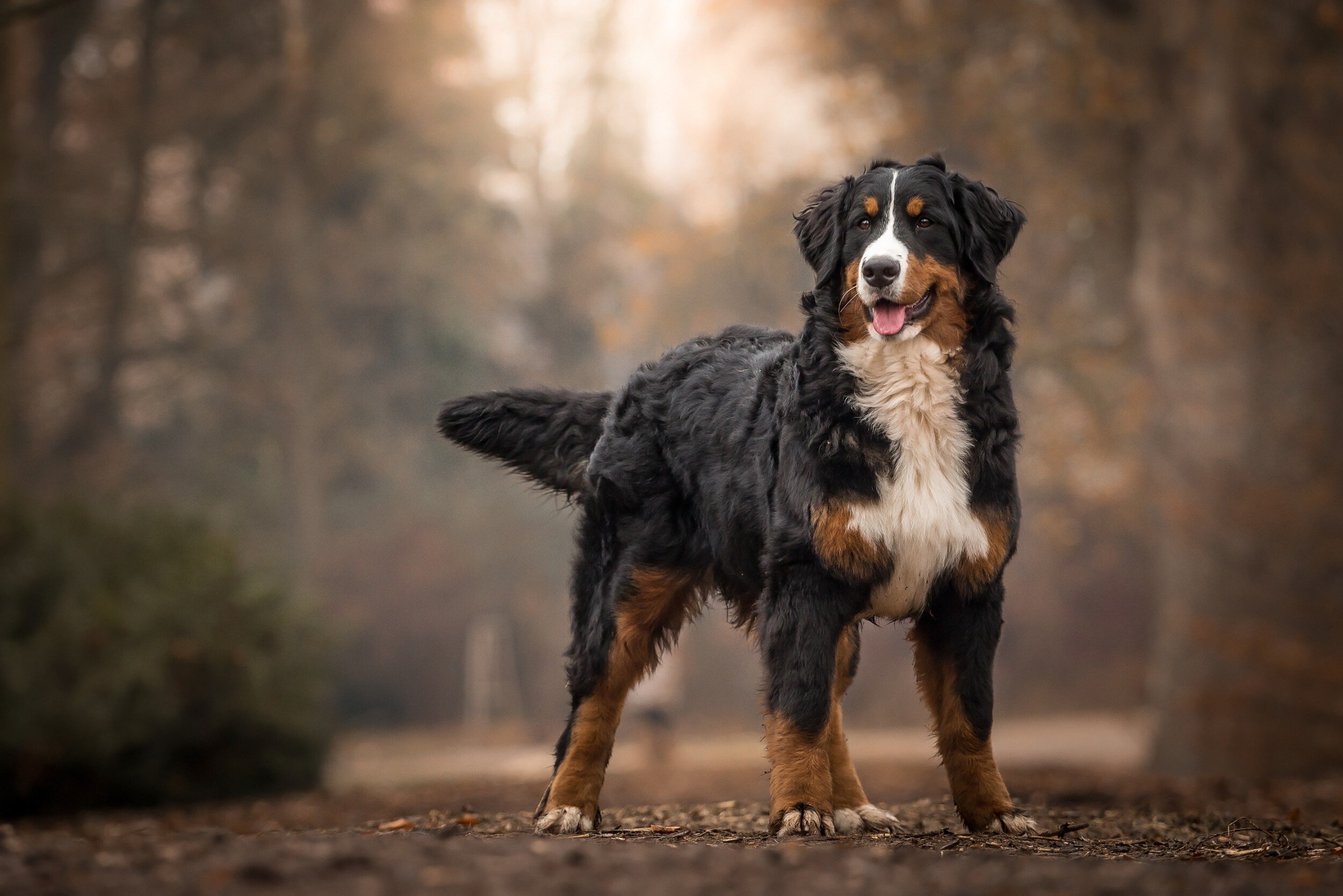 large breed long haired dog