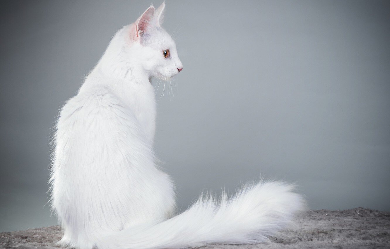 Arkası dönük oturan beyaz tüylü kedi