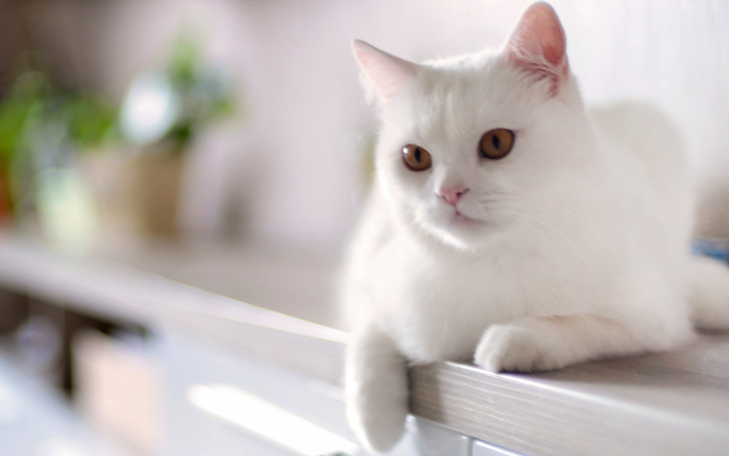Kısa tüylü beyaz tüylü kedi oturuyor